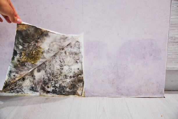 Best Post-Flood Mold Remediation in Millville, NJ